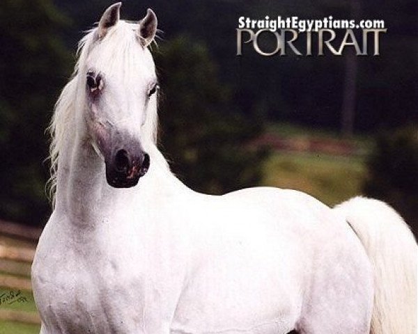 stallion Ibn Nejdy EAO (Arabian thoroughbred, 1992, from Nejdy EAO)