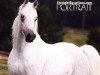 stallion Ibn Nejdy EAO (Arabian thoroughbred, 1992, from Nejdy EAO)