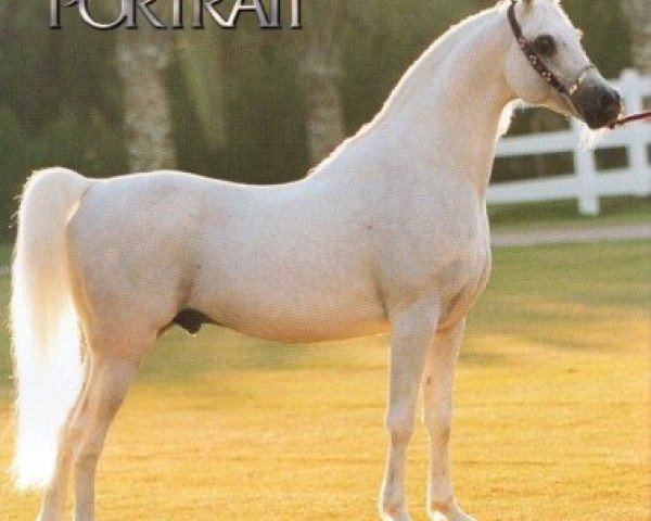 stallion Adnan EAO (Arabian thoroughbred, 1989, from Salaa El Dine EAO)