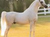 stallion Adnan EAO (Arabian thoroughbred, 1989, from Salaa El Dine EAO)