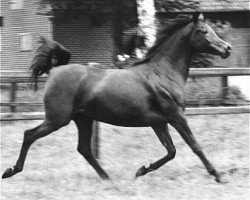 broodmare Hanan ox 1967 EAO (Arabian thoroughbred, 1967, from Alaa El Din 1956 EAO)