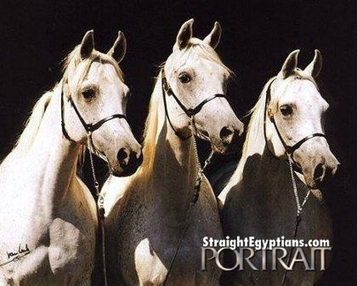 broodmare Arussa ox (Arabian purebred, 1977, from Madkour I ox)