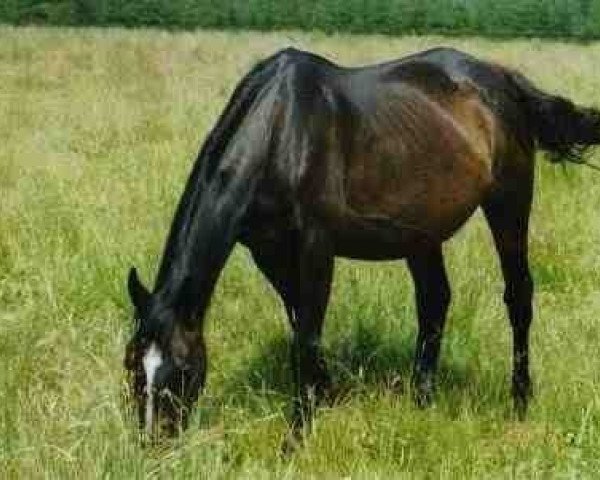 broodmare Addenda (Hanoverian, 1995, from Feenpark xx)