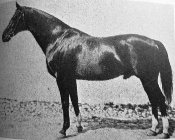 stallion Metellus xx (Thoroughbred, 1903, from Cyllene xx)