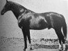 stallion Metellus xx (Thoroughbred, 1903, from Cyllene xx)