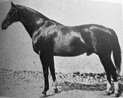 stallion Metellus xx (Thoroughbred, 1903, from Cyllene xx)