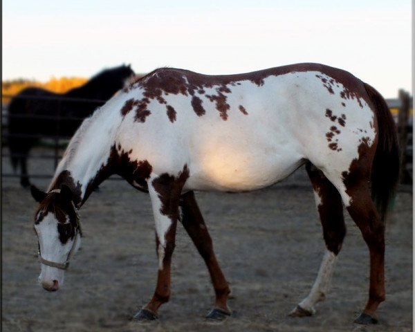 horse Zippin Thru The Arts (Paint Horse, 2008, from Zips Power Play)