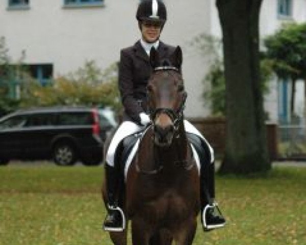 horse Holsteins Orpheus (German Riding Pony, 2001, from Orakel)