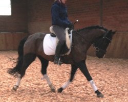 broodmare Windroses Wanda (German Riding Pony, 2009, from Bünteeichen-Manolito)