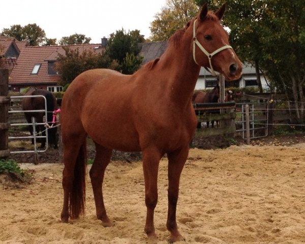 jumper Endever (Hanoverian, 2006, from Embassy I)