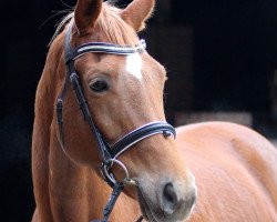 Zuchtstute Hexe XII (Trakehner, 2000, von Buddenbrock)