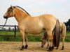 broodmare Taiga (Fjord Horse, 2006, from Kastanjegårdens Hannibal)