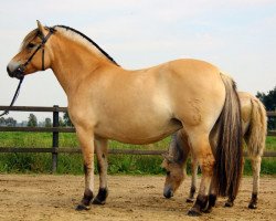 broodmare Taiga (Fjord Horse, 2006, from Kastanjegårdens Hannibal)