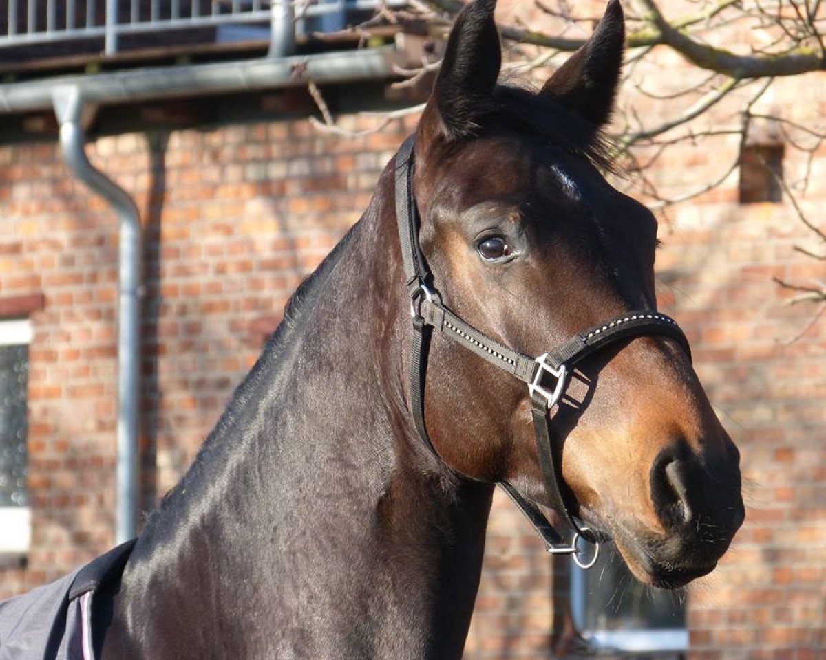 Dressurpferd Fame of Move (Oldenburger, 2009, von Fidertanz)
