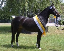 broodmare White Point (Hackney (horse/pony), 2007, from Falanca's Rocky Bloemlust)