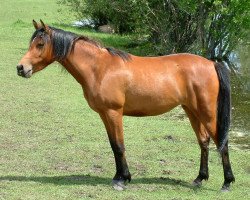 horse El Destina ox (Arabian, 2008, from El Zapatero)