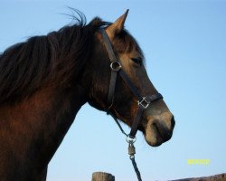 Zuchtstute Just Lee (Welsh-Cob (Sek. D), 1999, von Cwmmaddoc Appollo)