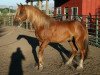 stallion BestBreed Mustang Stormy (Mustang, 2004)