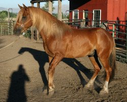 stallion BestBreed Mustang Stormy (Mustang, 2004)