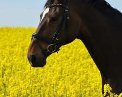 dressage horse Wilma 214 (Hanoverian, 2002, from Worldly I)