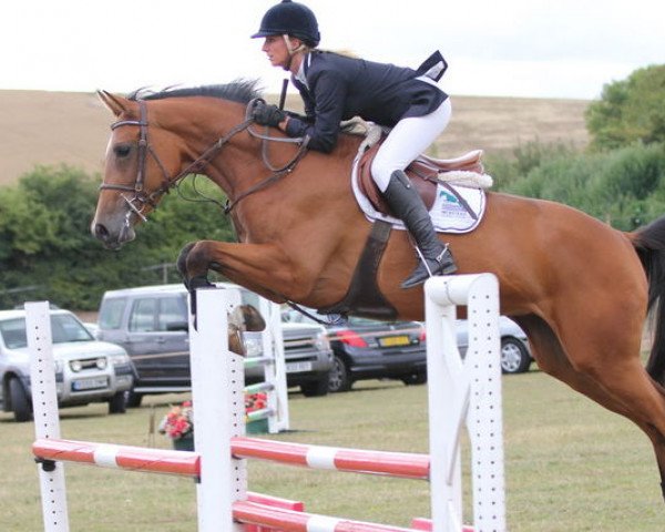 broodmare Sussex Caretino (anglo european sporthorse, 2006, from Caretino Glory)