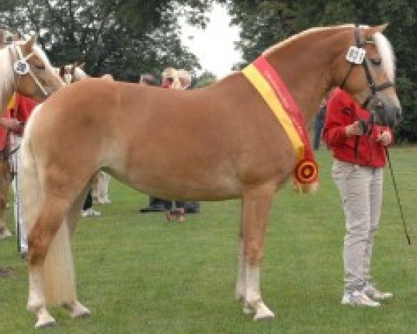 broodmare Felina (1,76% ox) (Edelbluthaflinger, 2009, from Sternfürst)