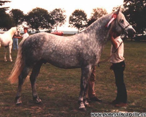 stallion Origan Melody (Connemara Pony, 1980, from Idenoir)