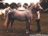 Deckhengst Origan Melody (Connemara-Pony, 1980, von Idenoir)