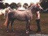 stallion Origan Melody (Connemara Pony, 1980, from Idenoir)