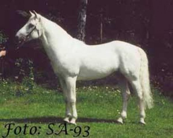 stallion Dale Haze (Connemara Pony, 1981, from Tully Grey)