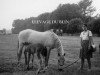 broodmare Fort Helen (Connemara Pony, 1966, from Glenarde)