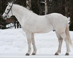 Deckhengst Coosheen Finnegan (Connemara-Pony, 1993, von Coosheen Finn)