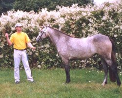 Zuchtstute Hohnhorst Cecilia (Connemara-Pony, 2002, von Patty's Benedict)