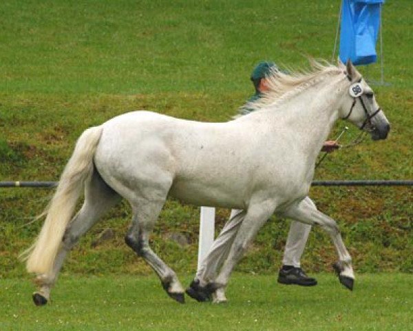 Zuchtstute Frederiksminde Charisma (Connemara-Pony, 1996, von Hazy Dawn)