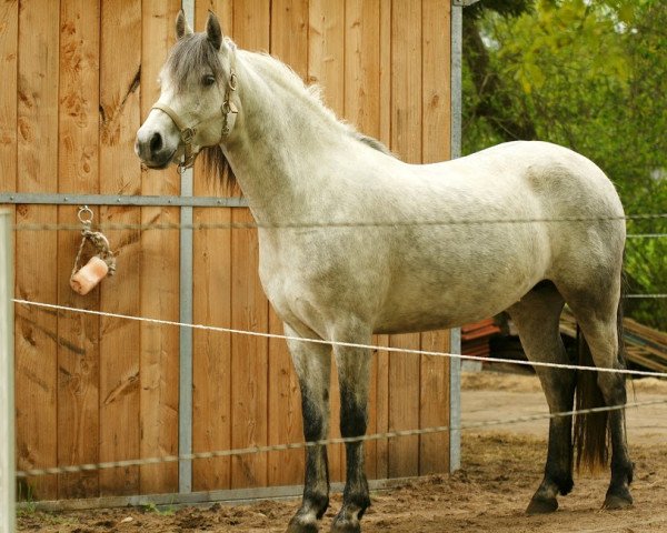 broodmare Hohnhorst Cosma Shiva (Connemara Pony, 2007, from Ravnsholt's Diablo)