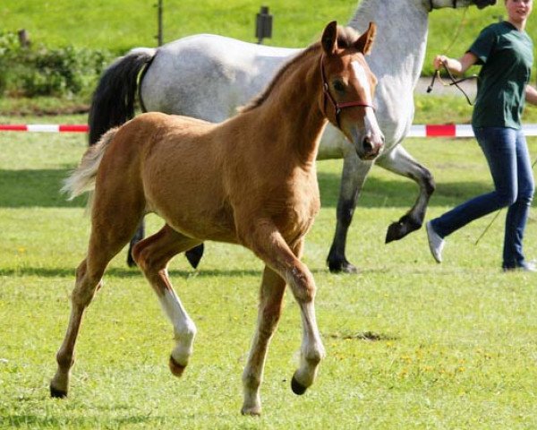 Pferd Hohnhorst Candice (Connemara-Pony, 2011, von Hohnhorst Jaro)