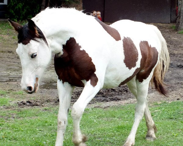 Pferd Madam Sterling (Tinker-Mix / Pinto Tinker / Crossbreed, 2011, von Rawlings Sterling Prince)