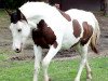 Pferd Madam Sterling (Tinker-Mix / Pinto Tinker / Crossbreed, 2011, von Rawlings Sterling Prince)