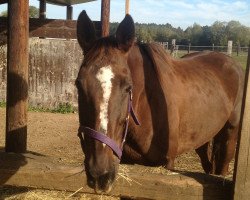 broodmare Aponja of Paradise (Hanoverian, 2004, from Bonvivant xx)