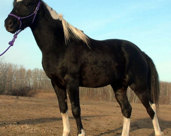 stallion Spartens Special Event (Canadian Warmblood, 2008, from Thee Black Tie Affair)