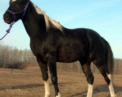 stallion Spartens Special Event (Canadian Warmblood, 2008, from Thee Black Tie Affair)