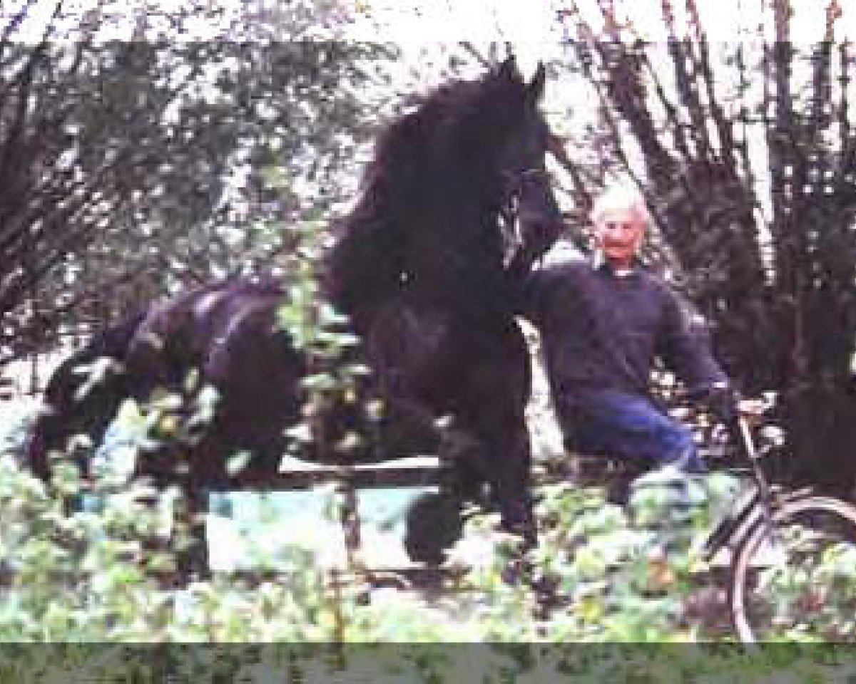 stallion Teunis 332 (Friese, 1990, from Gerlof 294)