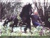 stallion Teunis 332 (Friese, 1990, from Gerlof 294)