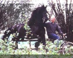 stallion Teunis 332 (Friese, 1990, from Gerlof 294)