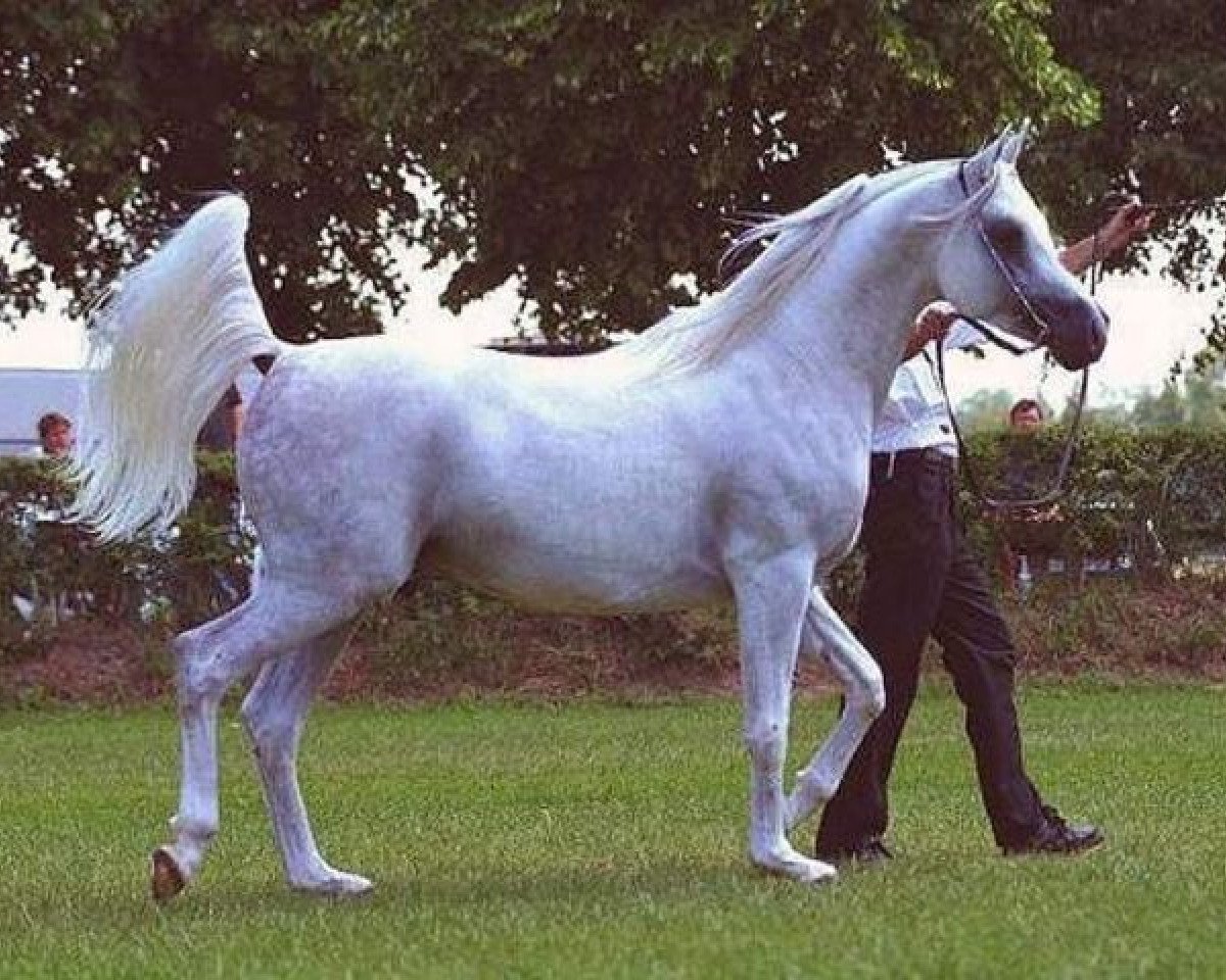 stallion Nabeel II ox (Arabian purebred, 1995, from Maysoun 1985 ox)