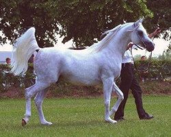 stallion Nabeel II ox (Arabian thoroughbred, 1995, from Maysoun 1985 ox)