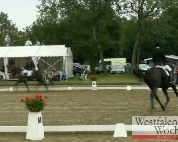 Westfalen-Woche Münster-Handorf
Donnerstag, 28. Juli 2011
01 Reitpferdeprüfung - 3j. Stuten und Wallache 
