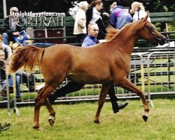 Pferd Authentic Nabeelah ox (Vollblutaraber, 2001, von Nabeel II ox)