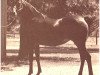 broodmare Serrasab ox (Arabian thoroughbred, 1959, from Fa-Serr ox)