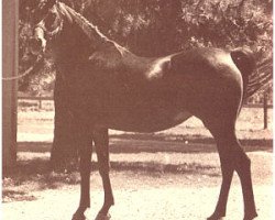 broodmare Serrasab ox (Arabian thoroughbred, 1959, from Fa-Serr ox)